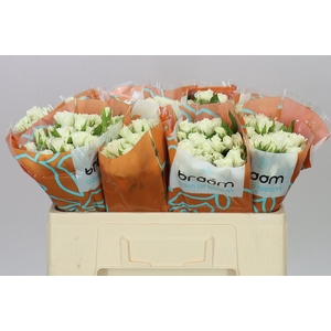 Rosa Tr Viviane