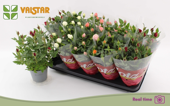 <h4>RO LOTZ OF GEM 6 KL</h4>