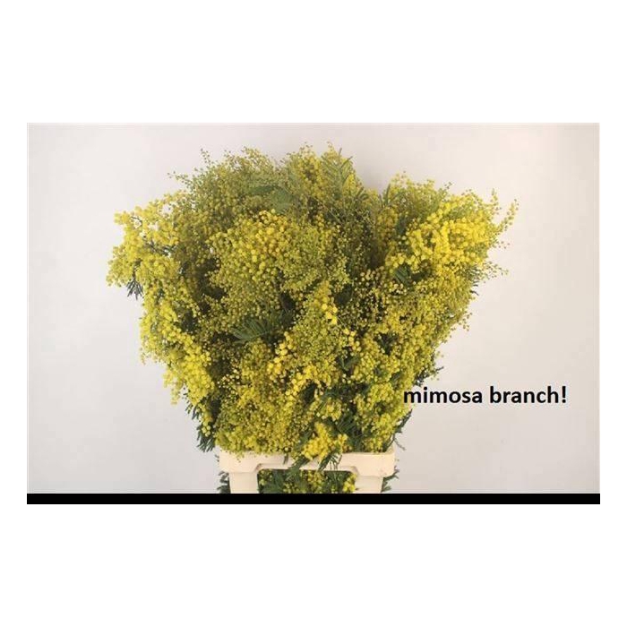 <h4>ACACIA GR BAILEYANA</h4>