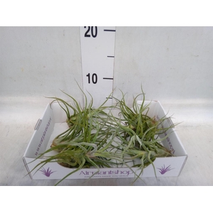 Arr.  Tillandsia L%