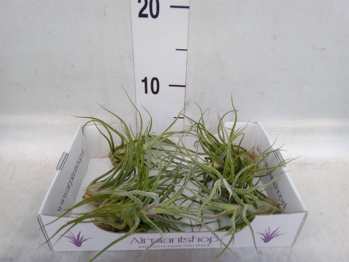 <h4>Arr.  Tillandsia L%</h4>