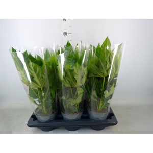 Fatsia japonica   ...