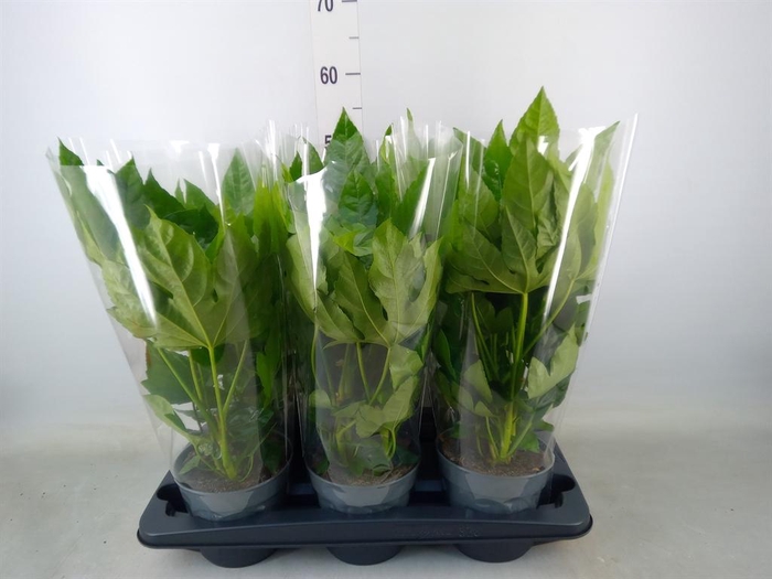 <h4>Fatsia japonica   ...</h4>