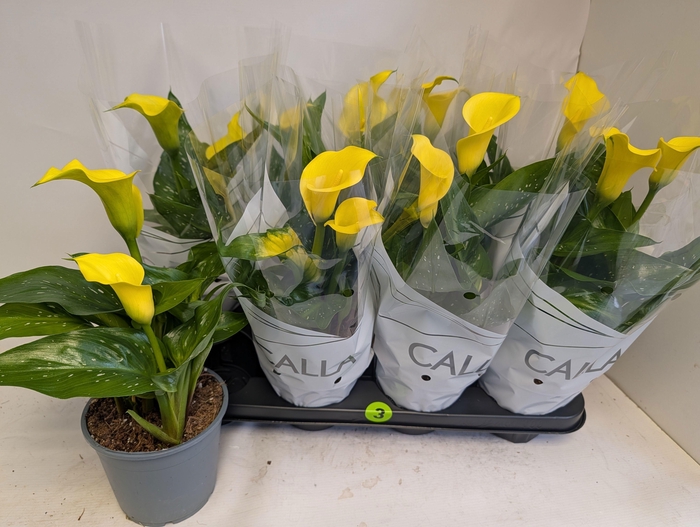 <h4>ZANT SUNCLUB</h4>