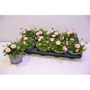 arr8 Bellis P Kl Bel Rose