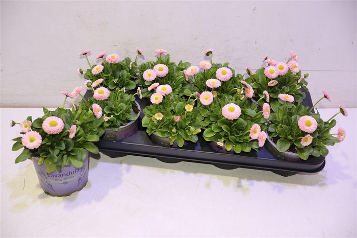 <h4>Bellis P Kl Bel Rose</h4>