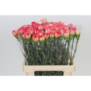 Dianthus St Poirot Giallo