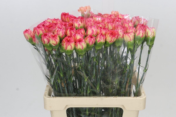 <h4>Dianthus St Poirot Giallo</h4>