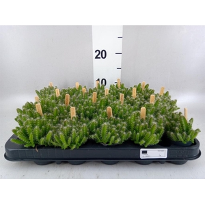 Hylocereus undatus