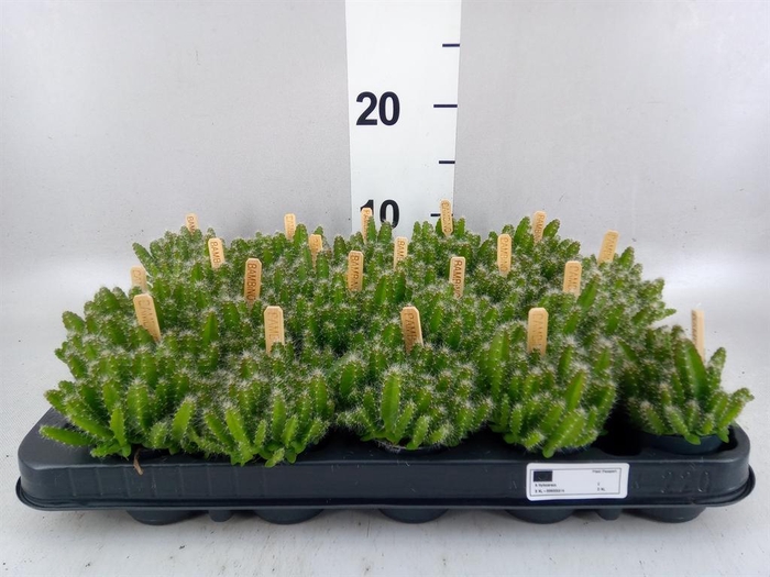 <h4>Hylocereus undatus</h4>