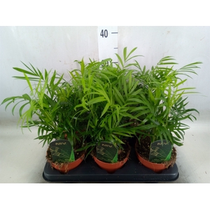 Chamaedorea elegans