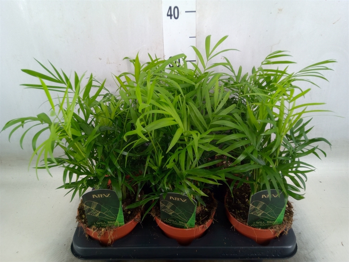 <h4>Chamaedorea elegans</h4>