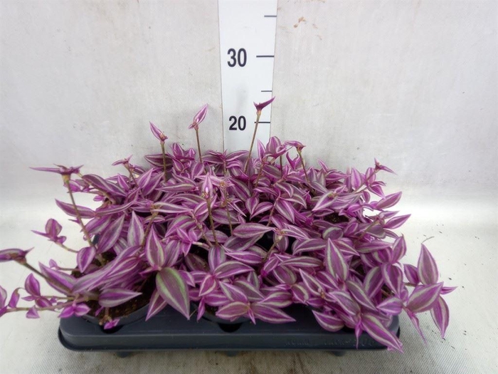 <h4>Tradescantia ...</h4>