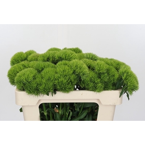 Dianthus Br Kiwi Mellow