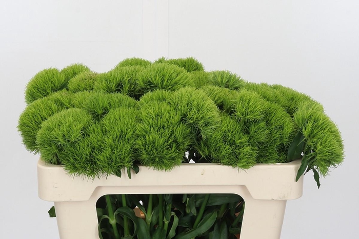 <h4>Dianthus Br Kiwi Mellow</h4>