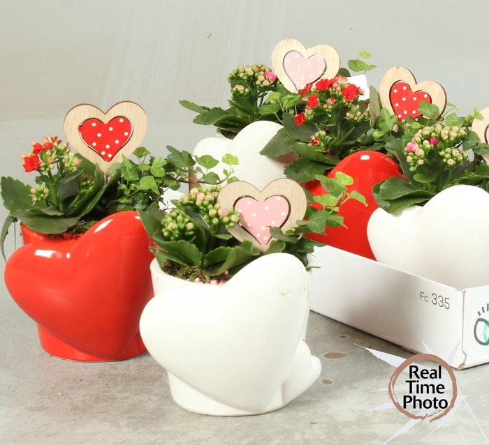 <h4>ARR KAMERPL</h4>