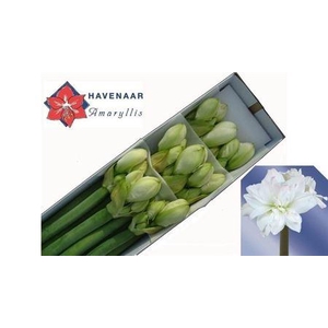 Hipp Dg Arctic Nymph