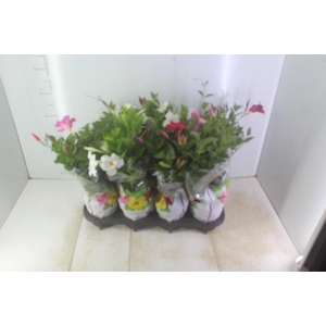DIPLADENIA P15