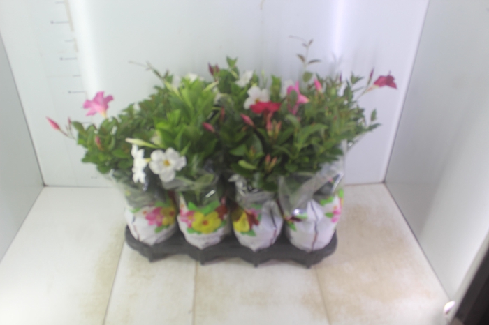 <h4>DIPLADENIA P15</h4>