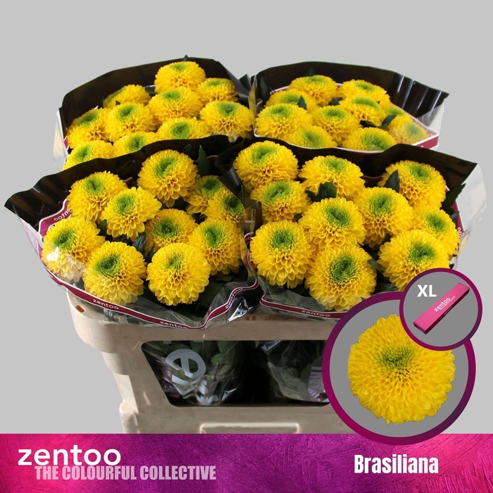 <h4>CHRYSANTHEMUM PL 'BRASILIANA'</h4>