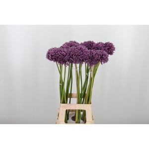 Allium Jasmine