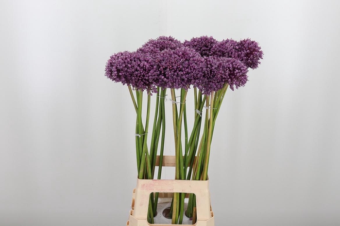 <h4>Allium Jasmine</h4>