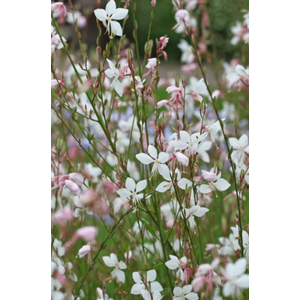 Gaura lindheimeri overig