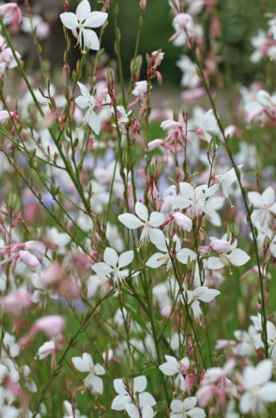 <h4>Gaura lindheimeri overig</h4>