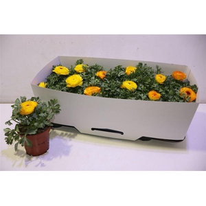 Ranun Sprink Redyell