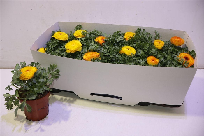 <h4>Ranun Sprink Redyell</h4>