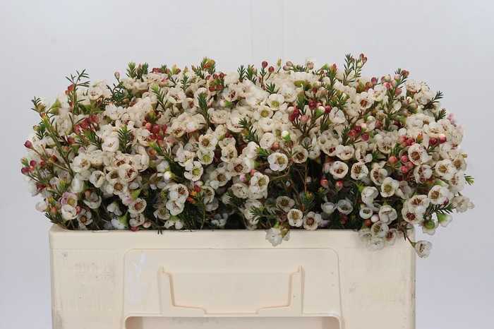 <h4>Chamelaucium Moonlight Delight</h4>