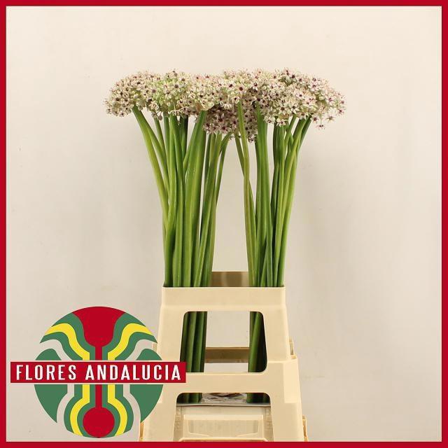 <h4>ALLIUM SILVERSPRING</h4>