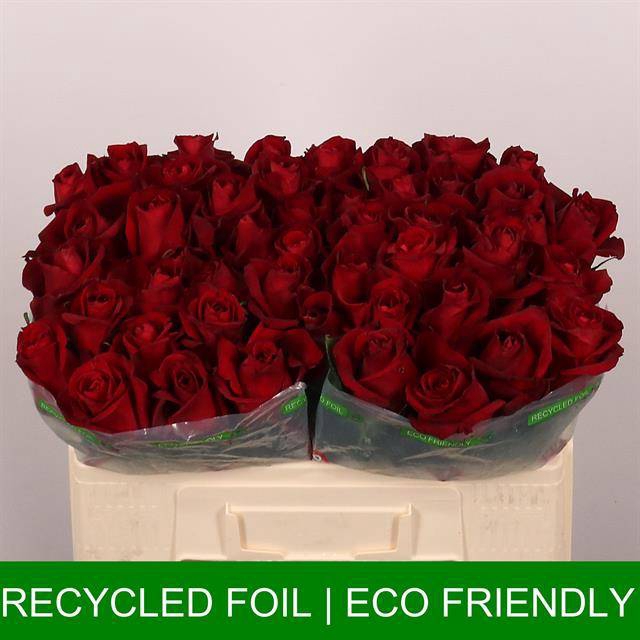 <h4>R Gr Ever Red Extra Tima</h4>