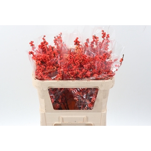 Ilex Ve Oudij Orange