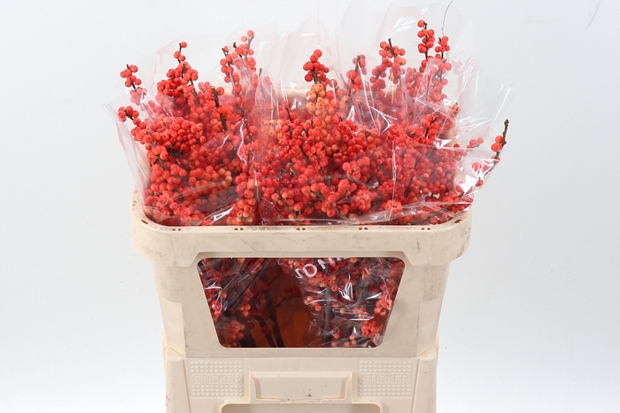 <h4>Ilex Ve Oudij Orange</h4>