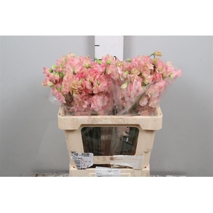 Lathyr Parfum Salmon