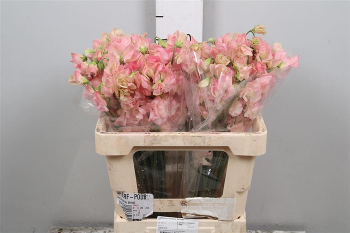 <h4>Lathyr Parfum Salmon</h4>