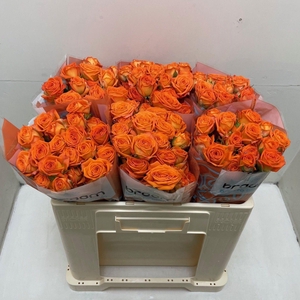 Rosa TR 'Orange Dimension' BRAAM