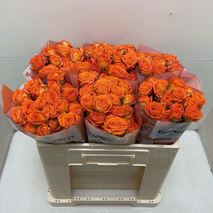 <h4>Rosa TR 'Orange Dimension' BRAAM</h4>