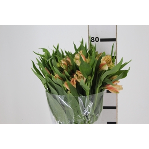 ALSTROEMERIA CANYON 080 CM