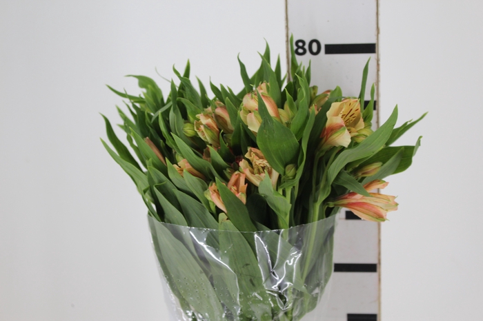 <h4>ALSTROEMERIA CANYON 080 CM</h4>