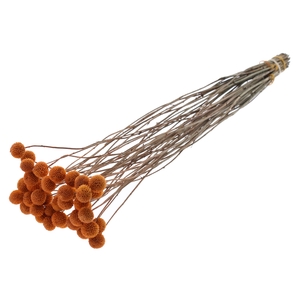 Craspedia Dried Terracotta
