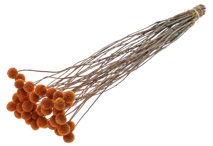 <h4>Craspedia Dried Terracotta</h4>