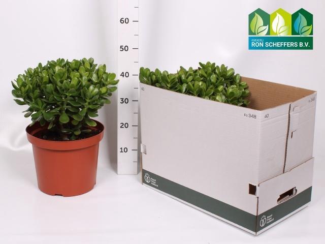 <h4>CRASS OVATA</h4>