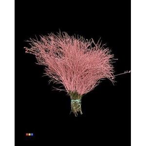 Vaccinium / Heidelbeer Pink