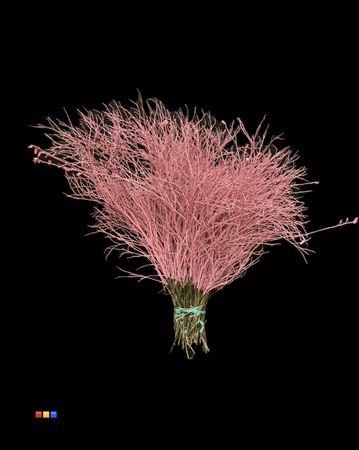 <h4>Vaccinium / Heidelbeer Pink</h4>