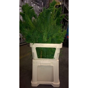 Cryptomeria japonica 'Cristata'