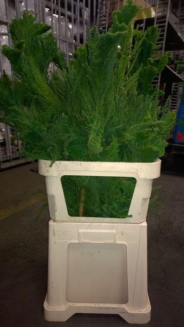 <h4>Cryptomeria japonica 'Cristata'</h4>