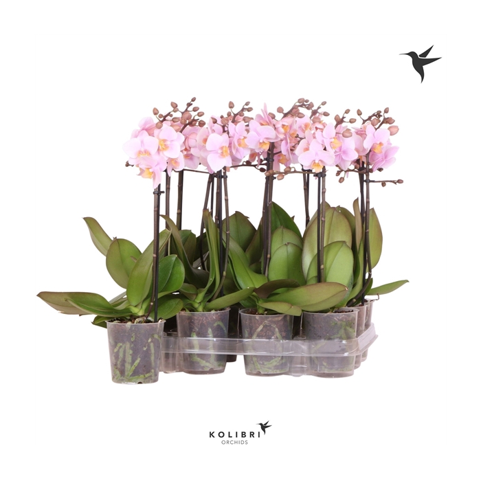 <h4>Kolibri Orchids Phalaenopsis Pink 1 spike No label</h4>