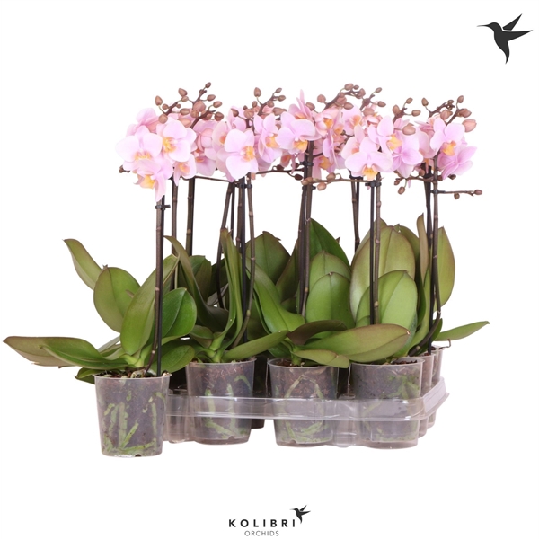 Kolibri Orchids Phalaenopsis Pink 1 spike No label